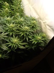 12/12 +25, Kosher Kush