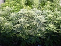 12/12 +25, GMO x Animal Cookies