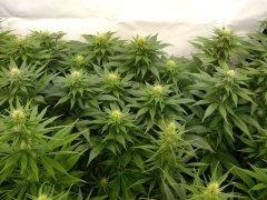 12/12 +25, Jack Herer
