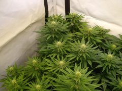 12/12 +25, Godzilla Glue