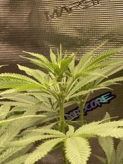 IMG_1950.jpeg