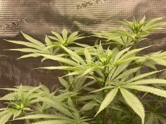 IMG_1952.jpeg