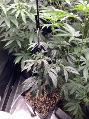 IMG_1959.jpeg