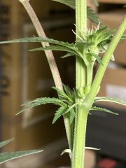 IMG_1976.jpeg