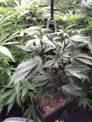 IMG_2001.jpeg