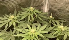 IMG_2005.jpeg