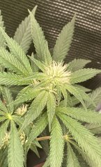 IMG_2013.jpeg