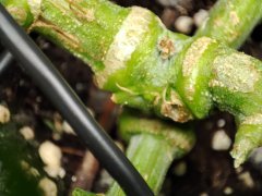 IMG_20221013_005458.jpg