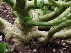 IMG_20221219_043156.jpg