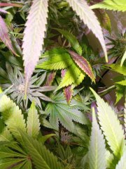 IMG_20231128_185054.jpg