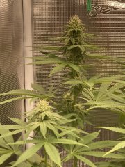 IMG_2075.jpeg