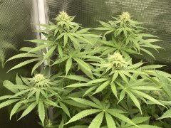 IMG_2078.jpeg