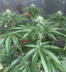 IMG_2079.jpeg