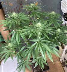 IMG_2082.jpeg