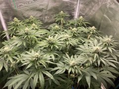 IMG_2087.jpeg