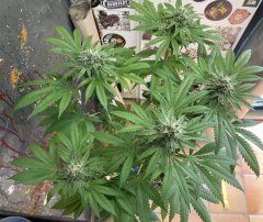 IMG_2246.jpeg