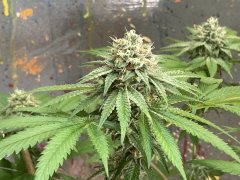 IMG_2249.jpeg