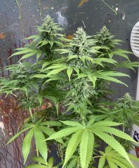 IMG_2251.jpeg