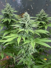 IMG_2253.jpeg