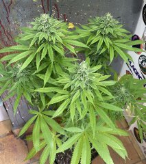 IMG_2255.jpeg