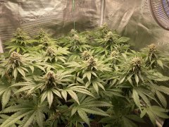IMG_2256.jpeg