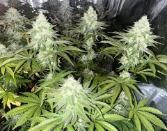 Solar Flare (sunsetz x karma Sour D)