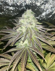 Mimosa x 26 mm