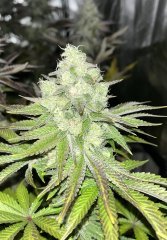 Solar Flare (sunsetz x karma Sour D)