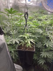 camphoto_1804928587.jpeg