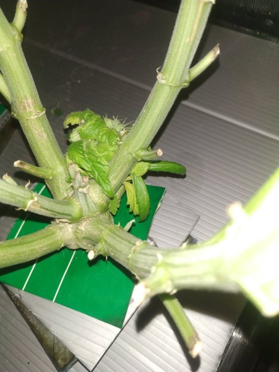 02.thumb.jpg.223d02a5807e6dba5efdd5efaea0d6a5.jpg