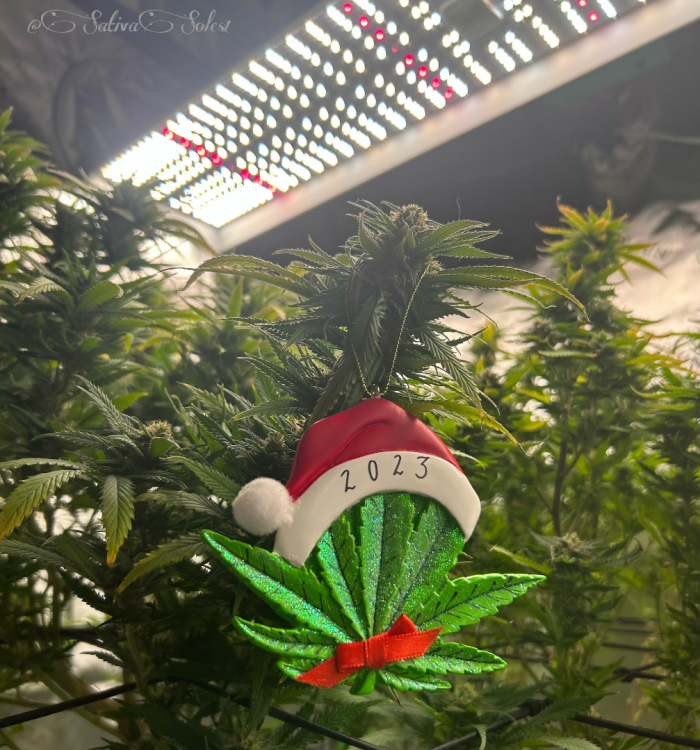 Christmas plant decoration.png