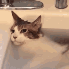 1727092349_cat-cats(2).gif.3660fd12880735dc92ae3d6e20272e88.gif