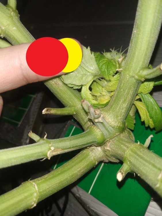 3.thumb.jpg.a96a4ba458be89ca8837a3883fdda2f8.jpg