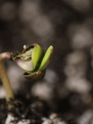 aladdinkushtimelaps.gif.64ceb30d070b986384d7609384469e02.gif