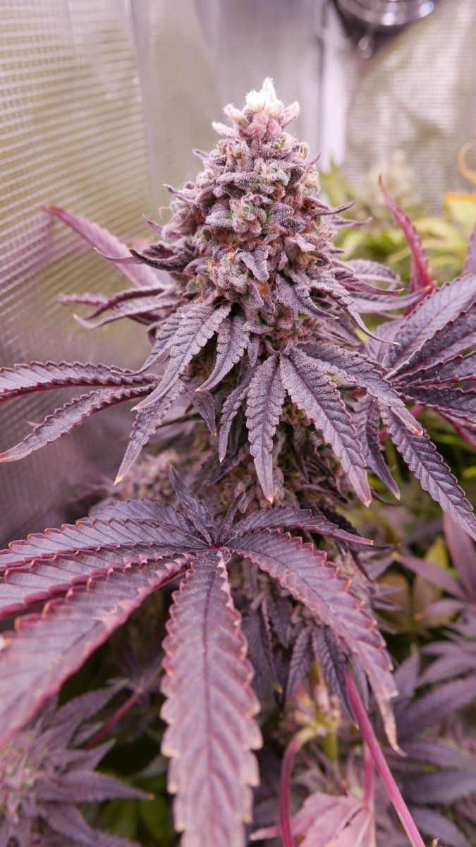 large.63326247_FLO67Kmintzapex.JPG.5c9fd