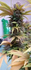 branches fruit Spirit 2.jpg
