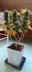 branches fruit Spirit 1.jpg