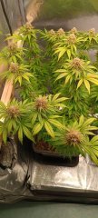 Spécial Kush 2.jpg