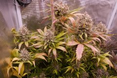 FLO+73 Ripper Haze.JPG