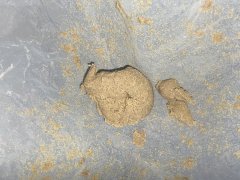 Bubble Hash Session  3 mono variété