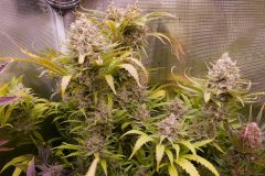 FLO+67 Ripper Haze.JPG
