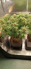 Spécial Kush 2.jpg