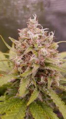 FLO+67 Ripper Haze bud.JPG