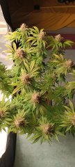 Spécial Kush 3.jpg