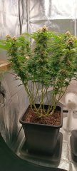 Spécial Kush 11.jpg