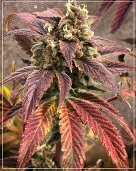 FLO+73 [GreenPoison x Cherrytini ] X Backyard Banana (F2).jpg