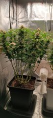 Spécial Kush 3.jpg