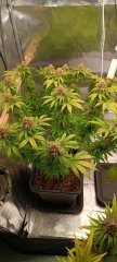Spécial Kush 1.jpg