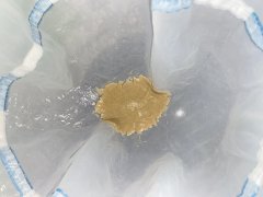 Bubble Hash Session  3 mono variété