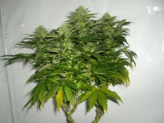 12/12 +30, Jack Herer Sensi Seeds